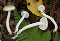 Hygrophorus lindtneri